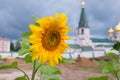 Sunflower in the monastery Royalty Free Stock Photo