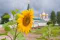 Sunflower on the background of Valdai Iversky Svyatoozersky Virgin Monastery Royalty Free Stock Photo