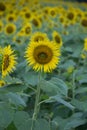 Sunflower Backgrounds