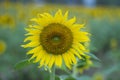 Sunflower Backgrounds