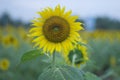 Sunflower Backgrounds