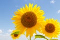 Sunflower backlighted over blue sky