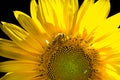 Sunflower backlit with bee pollination on a black background Royalty Free Stock Photo