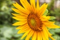 Sunflower in backyard