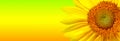 Sunflower banner Royalty Free Stock Photo