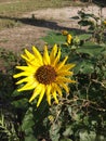 Sunflower Bathing by ME