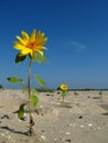 Sunflower on the beach Royalty Free Stock Photo