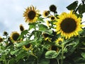 Sunflower Beautiful Attractive Nature Peaceful Concept