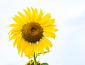 Sunflower with beautiful blue sky background at local park in Petchabun province, Thailand.