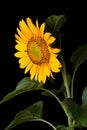 Sunflower, bright yellow flower isolated on black Royalty Free Stock Photo