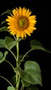 Sunflower, bright yellow flower isolated on black Royalty Free Stock Photo
