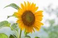 Sunflower, bright yellow flower in the garden Royalty Free Stock Photo