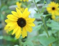 Sunflower beautiful in field nature background