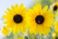 Sunflower beautiful in field at sunny summer or spring day for postcard beauty decoration and agriculture design