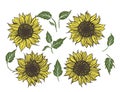 Sunflower beautiful flower with leaves, doodle nature botanical set. Vector flora elements Royalty Free Stock Photo