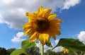 Sunflower beautiful flower yellow and green in background during summer in Michigan