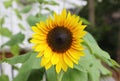 Sunflower beautiful flower yellow and green in background during summer at Michigan