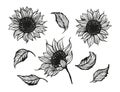 Sunflower beautiful outline flower set with leaves, line sketch nature botanical set. Vector flora elements Royalty Free Stock Photo