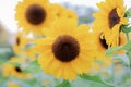 Sunflower with beautiful at sunrise. Royalty Free Stock Photo