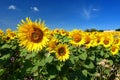 Sunflower. Beautiful yellow blooming flower with blue sky. Colorful nature background for summer season. (Helianthus Royalty Free Stock Photo