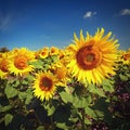 Sunflower. Beautiful yellow blooming flower with blue sky. Colorful nature background for summer season. (Helianthus Royalty Free Stock Photo