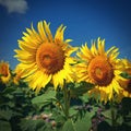 Sunflower. Beautiful yellow blooming flower with blue sky. Colorful nature background for summer season. (Helianthus Royalty Free Stock Photo