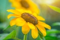 Sunflower, beautiful yellow flower with sun light