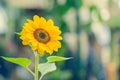 Sunflower, beautiful yellow flower Royalty Free Stock Photo