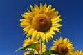 Sunflower - beautiful yellow flowers with blue sky. Nature colorful background and concept for summer Royalty Free Stock Photo