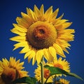 Sunflower - beautiful yellow flowers with blue sky. Nature colorful background and concept for summer Royalty Free Stock Photo
