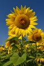 Sunflower - beautiful yellow flowers with blue sky. Nature colorful background and concept for summer Royalty Free Stock Photo
