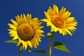 Sunflower - beautiful yellow flowers with blue sky. Nature colorful background and concept for summer Royalty Free Stock Photo