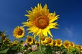 Sunflower - beautiful yellow flowers with blue sky. Nature colorful background and concept for summer Royalty Free Stock Photo