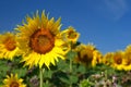 Sunflower - beautiful yellow flowers with blue sky. Nature colorful background and concept for summer Royalty Free Stock Photo