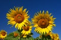 Sunflower - beautiful yellow flowers with blue sky. Nature colorful background and concept for summer Royalty Free Stock Photo