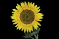 Sunflower Royalty Free Stock Photo