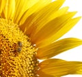 Sunflower with bee Royalty Free Stock Photo