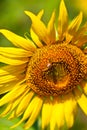 Sunflower and The Bee Royalty Free Stock Photo