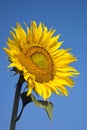 Sunflower with bee Royalty Free Stock Photo