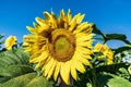 Sunflower with bee against blue skies Royalty Free Stock Photo