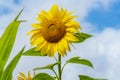 Sunflower with bee against a blue and white sky Royalty Free Stock Photo