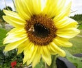 Sunflower, bee, bee collecting a nectar from a  yellow sunflower Royalty Free Stock Photo