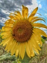 Sunflower small bee and blue sky