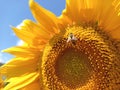 sunflower bee Royalty Free Stock Photo