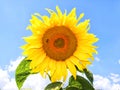 sunflower with a bee on the cent of the frame against the blue sky with white clouds Royalty Free Stock Photo