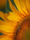 The Sunflower & The Bee Close Up Royalty Free Stock Photo