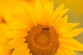 Sunflower with bee close-up Royalty Free Stock Photo