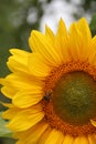 Sunflower with a bee. Closeup. Summer time, flower in bloom. Selective focus Royalty Free Stock Photo