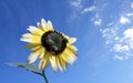 Sunflower and bee Royalty Free Stock Photo