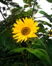 Sunflower with a bee on the eye full bloom  green leaf background Royalty Free Stock Photo